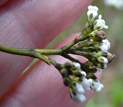 Logania recurva