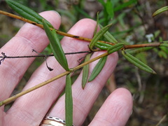 Logania recurva