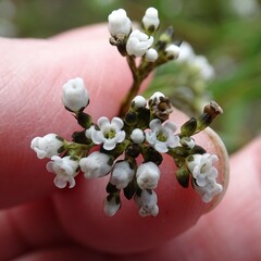 Logania recurva