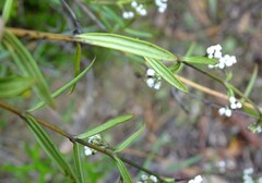 Logania recurva