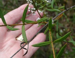 Logania recurva
