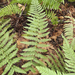 Dudley's Shield Fern - Photo (c) John Game, some rights reserved (CC BY-NC-SA)