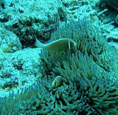 Amphiprion perideraion