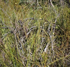 Ursinia paleacea