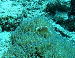 Amphiprion perideraion