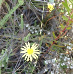 Ursinia paleacea