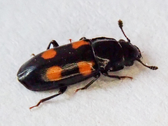 Glischrochilus quadripunctatus