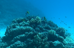 Chaetodon ulietensis