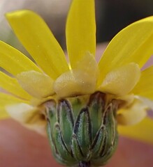 Ursinia paleacea