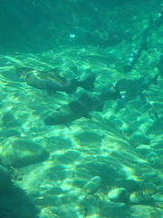 Oncorhynchus kisutch