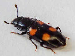 Glischrochilus quadripunctatus