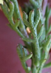 Ursinia paleacea