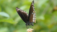Papilio clytia
