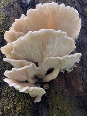 Hypsizygus