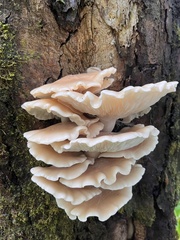Hypsizygus