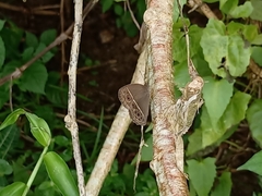 Mycalesis mineus