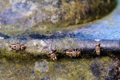 Psocidae
