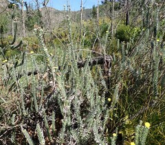 Schistostephium umbellatum