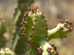 Euphorbia neriifolia