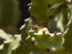 Euphorbia neriifolia