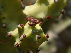 Euphorbia neriifolia