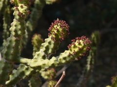 Euphorbia neriifolia