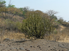 Euphorbia neriifolia