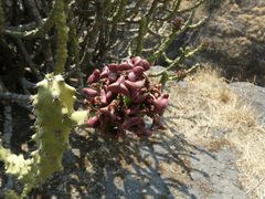 Euphorbia neriifolia