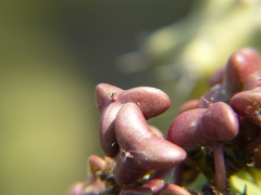 Euphorbia neriifolia