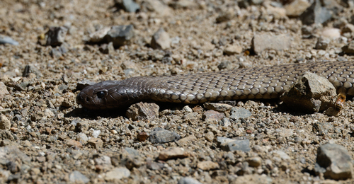 Blue-bellied Black Snake sighting
