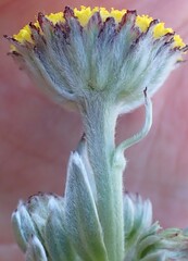 Schistostephium umbellatum