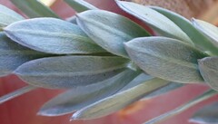 Schistostephium umbellatum