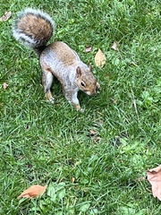 Sciurus carolinensis