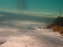 Sillaginodes punctatus