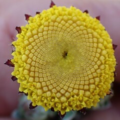 Schistostephium umbellatum