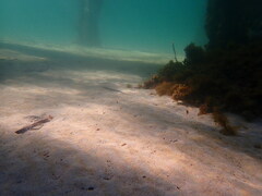 Sillaginodes punctatus