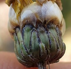 Ursinia paleacea