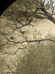Polioptila melanura