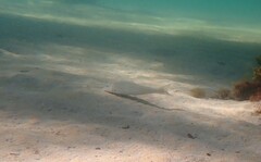 Sillaginodes punctatus