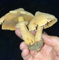 Cystoderma aureum