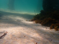 Sillaginodes punctatus