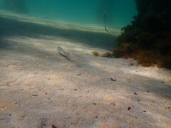 Sillaginodes punctatus