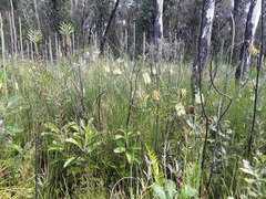 Melaleuca pachyphylla
