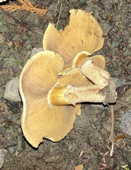 Cystoderma aureum