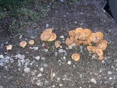 Cystoderma aureum