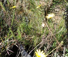 Ursinia paleacea
