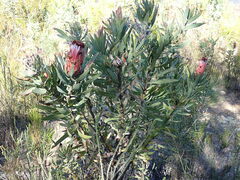 Protea neriifolia