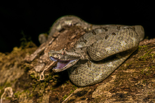 Broad-horned Pitviper