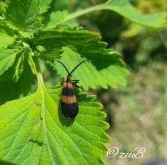 Calopteron