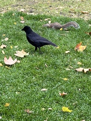 Corvus corone